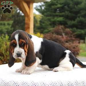 Dixie, Basset Hound Puppy